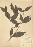 藏品(紅果金粟蘭)的圖片